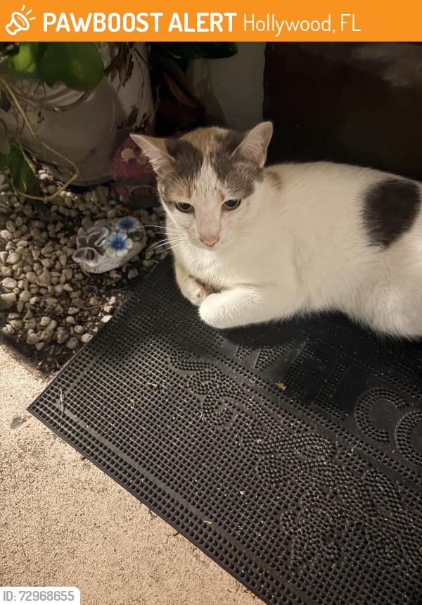 Found/Stray Female Cat last seen Dixie Hwy, Hollywood, FL 33020