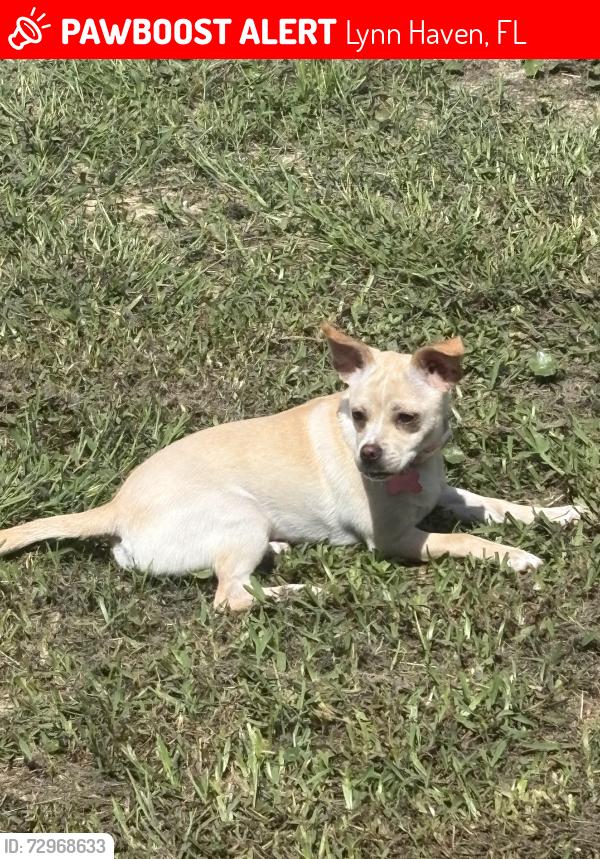 Lost Female Dog last seen Near New york Ave, Lynn Haven, FL 32444