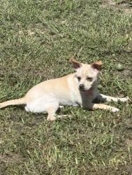 Lost Female Dog last seen Near New york Ave, Lynn Haven, FL 32444