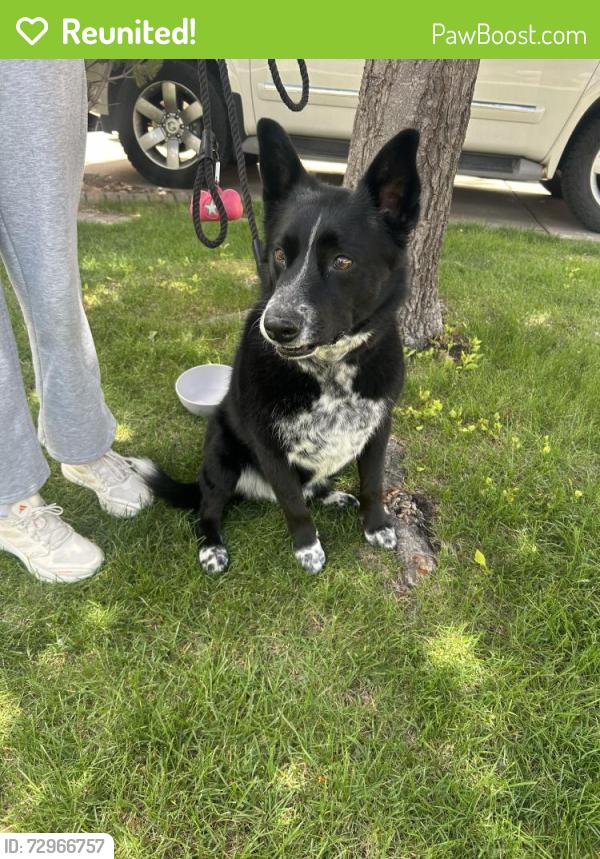 Reunited Female Dog last seen Harmony Crossing Timberline road, Fort Collins, CO 80528