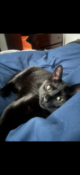 Lost Male Cat last seen Seawind Condominiums , Seattle, WA 98198