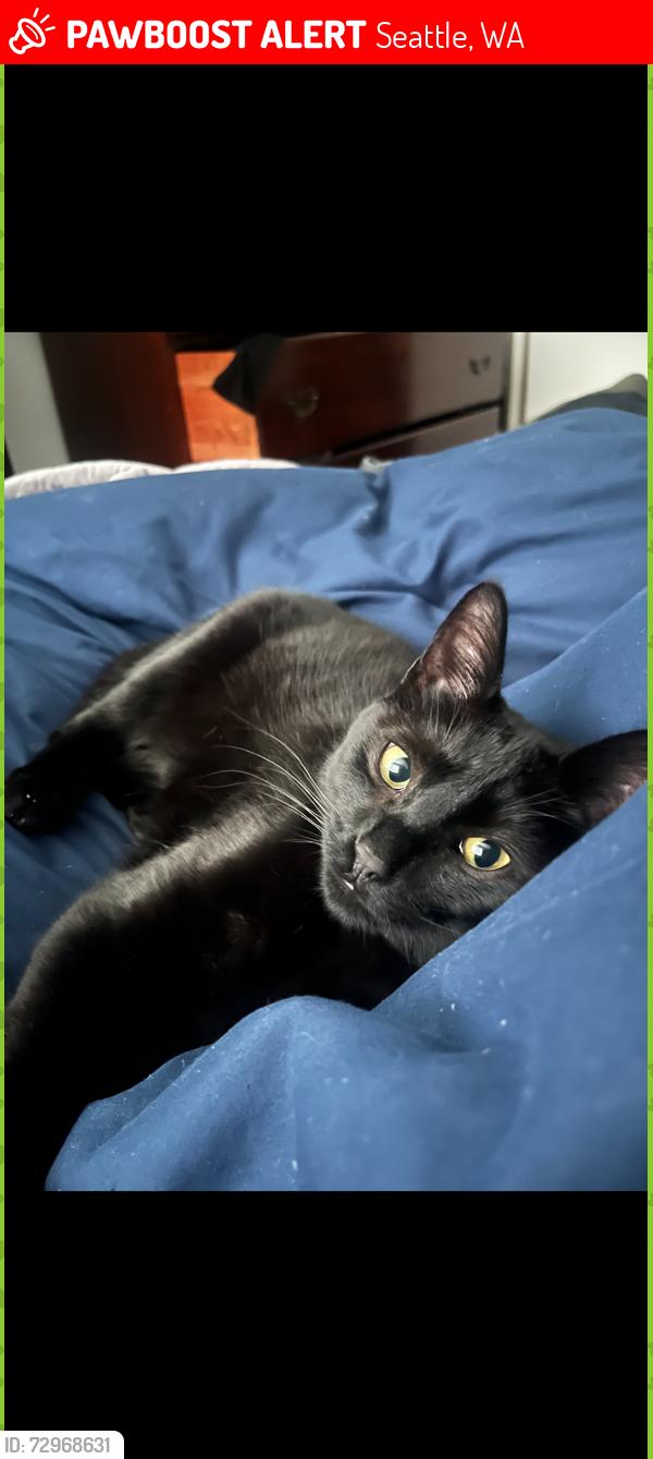 Lost Male Cat last seen Seawind Condominiums , Seattle, WA 98198
