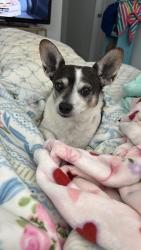 Reunited Male Dog last seen Naples and flaming ridge trail, Las Vegas, NV 89147