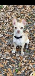 Lost Male Dog last seen 9st E and 31st ave e, West Samoset, FL 34208