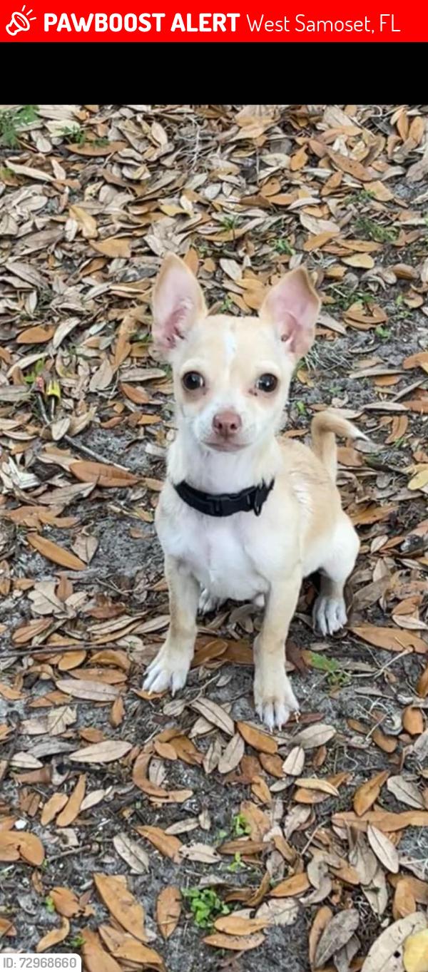 Lost Male Dog last seen 9st E and 31st ave e, West Samoset, FL 34208