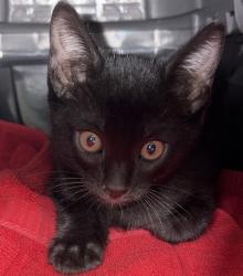 Shelter Stray Male Cat last seen Wanek Road, Escondido, CA, 92027, Escondido, CA 92027