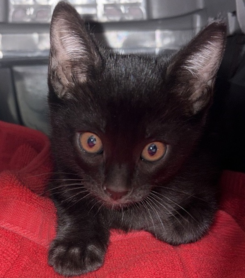 Shelter Stray Male Cat last seen Wanek Road, Escondido, CA, 92027, Escondido, CA 92027