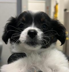 Shelter Stray Female Dog last seen Near Orange Avenue, San Diego, CA, 92115, San Diego, CA 92110