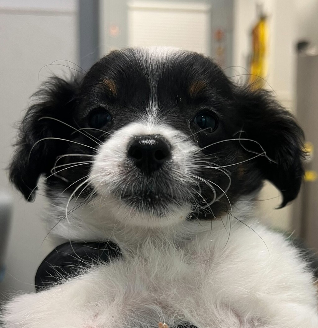 Shelter Stray Female Dog last seen Near Orange Avenue, San Diego, CA, 92115, San Diego, CA 92110