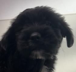 Shelter Stray Male Dog last seen Near Orange Avenue, San Diego, CA, 92115, San Diego, CA 92110