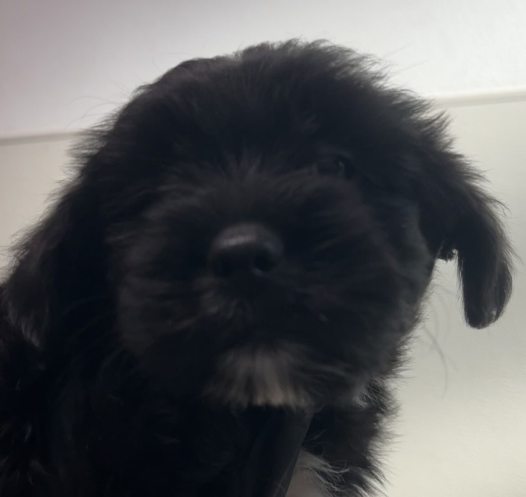 Shelter Stray Male Dog last seen Near Orange Avenue, San Diego, CA, 92115, San Diego, CA 92110