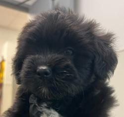 Shelter Stray Female Dog last seen Near Orange Avenue, San Diego, CA, 92115, San Diego, CA 92110