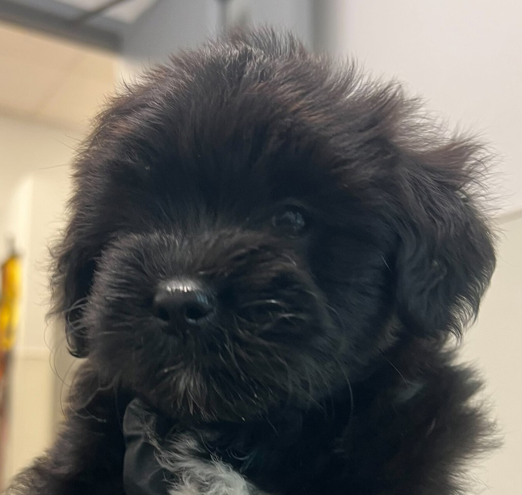 Shelter Stray Female Dog last seen Near Orange Avenue, San Diego, CA, 92115, San Diego, CA 92110