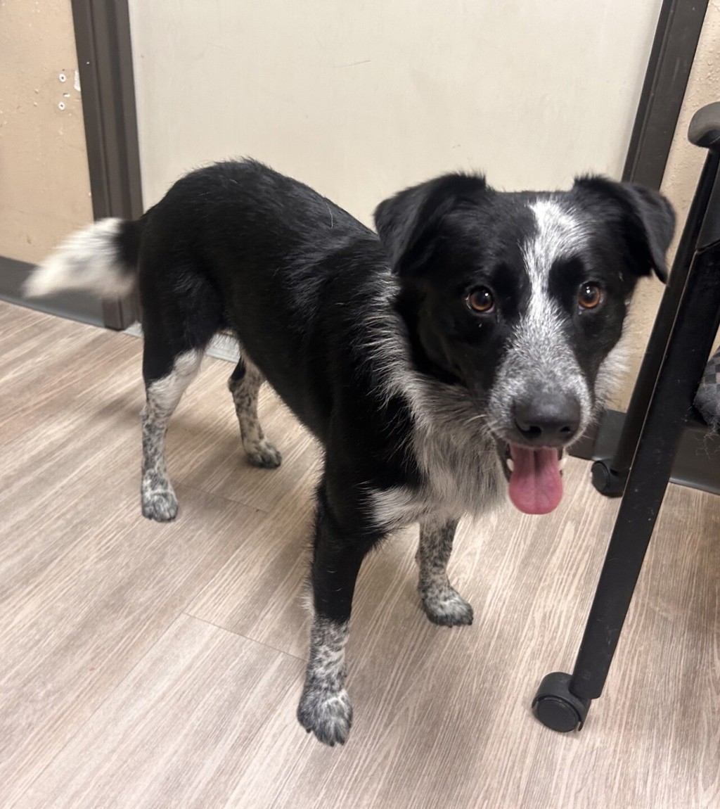 Shelter Stray Male Dog last seen Near Highway, Oceanside, CA, 92058, Oceanside, CA 92058