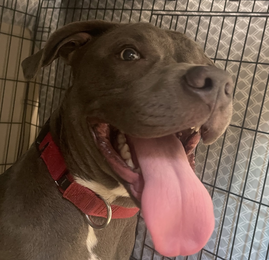Shelter Stray Male Dog last seen Parkway Plaza Mall, El Cajon, CA, 92020, El Cajon, CA 92020
