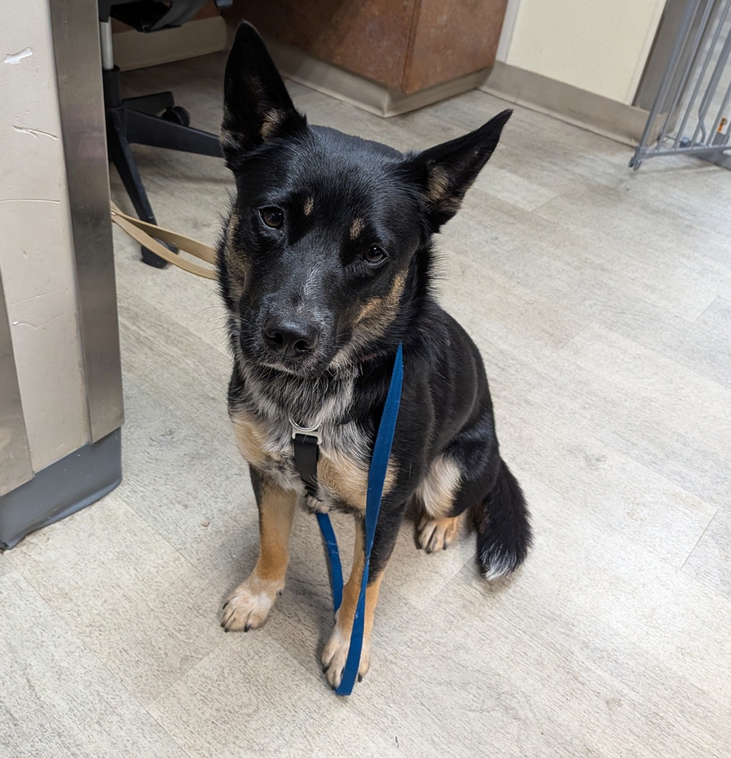 Shelter Stray Female Dog last seen Collier & 33rd, San Diego, CA, 92116, San Diego, CA 92110
