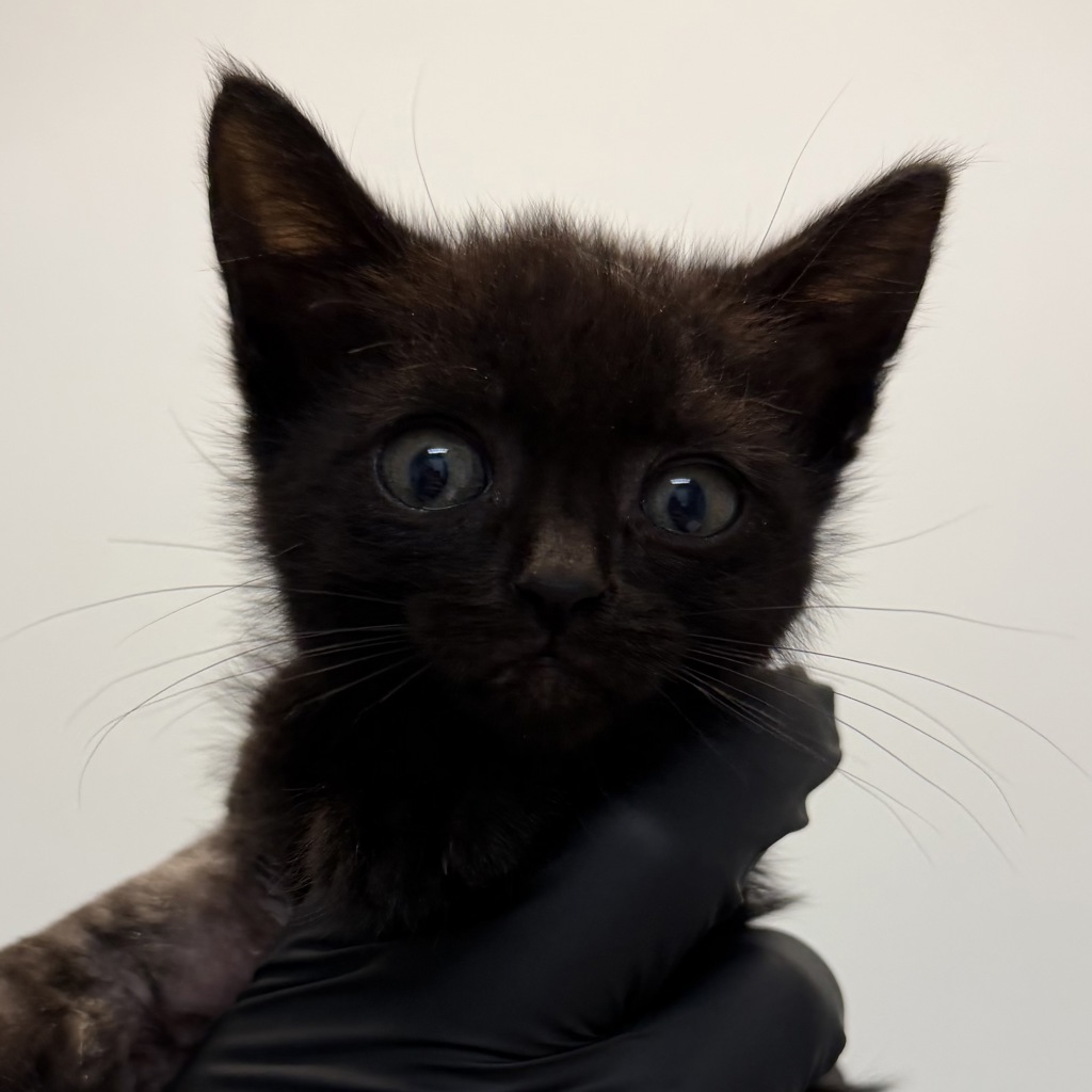 Shelter Stray Male Cat last seen Near W Hall Avenue, San Diego, CA, 92173, San Diego, CA 92110