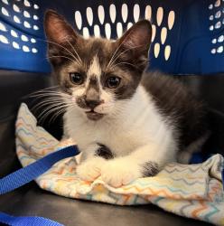 Shelter Stray Female Cat last seen Near Rockglenn Drive, San Diego, CA, 92111, San Diego, CA 92110