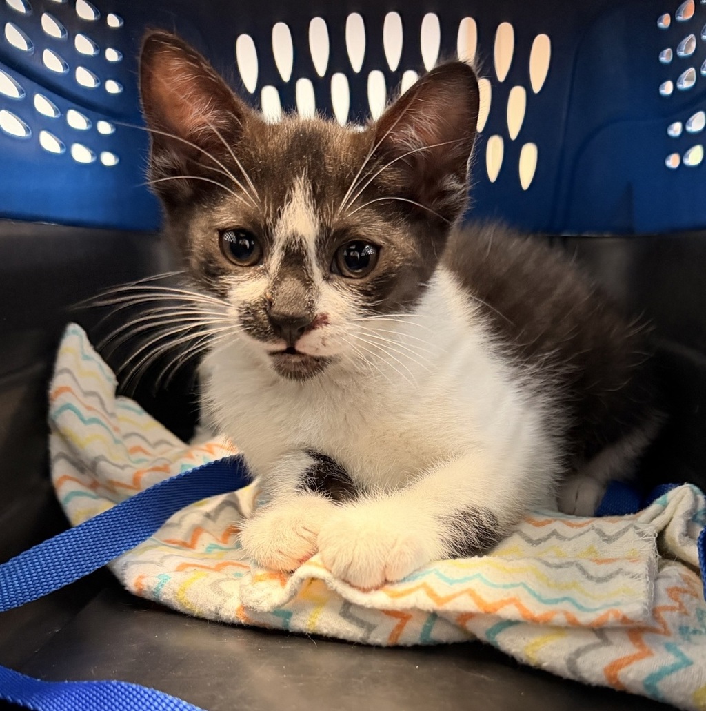 Shelter Stray Female Cat last seen Near Rockglenn Drive, San Diego, CA, 92111, San Diego, CA 92110