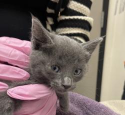 Shelter Stray Female Cat last seen Near W Washington Avenue, El Cajon, CA, 92020, El Cajon, CA 92020
