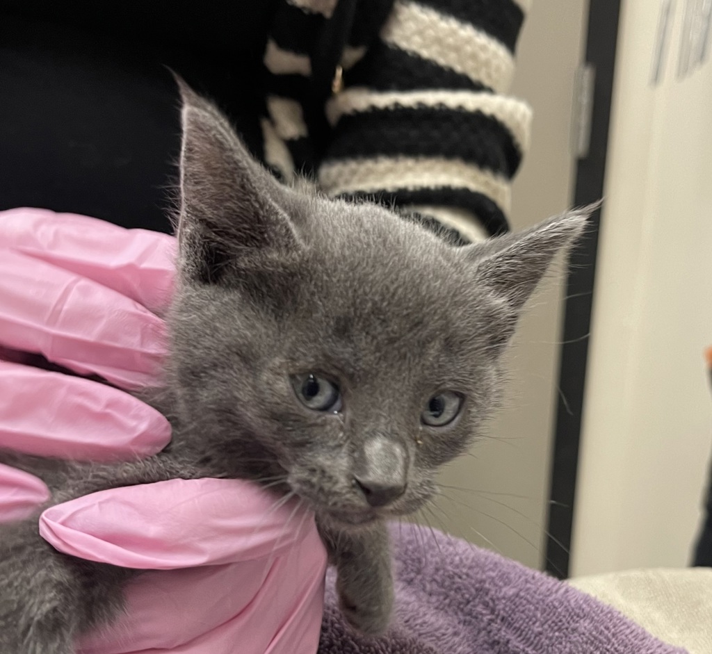 Shelter Stray Female Cat last seen Near W Washington Avenue, El Cajon, CA, 92020, El Cajon, CA 92020