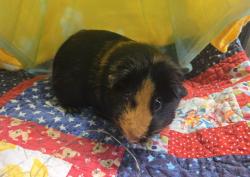 Shelter Stray Female Other last seen Apt 3,625 Sumner Way, Oceanside, CA, 92058, Oceanside, CA 92058, USA