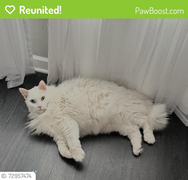Reunited Male Cat last seen Old norcoss, Lawrenceville, GA 30044