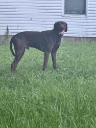 Found/Stray Male Dog last seen Copenhagen drive , Panama City, FL 32404