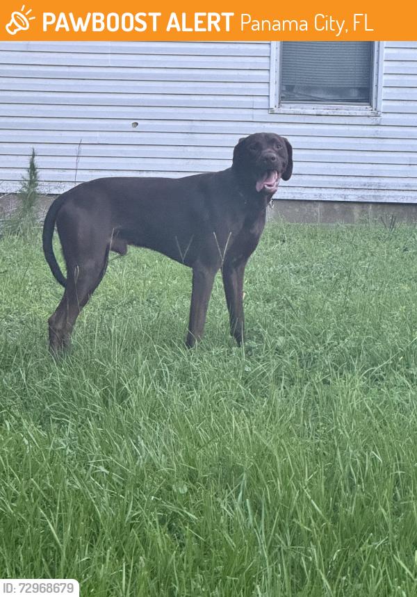 Found/Stray Male Dog last seen Copenhagen drive , Panama City, FL 32404