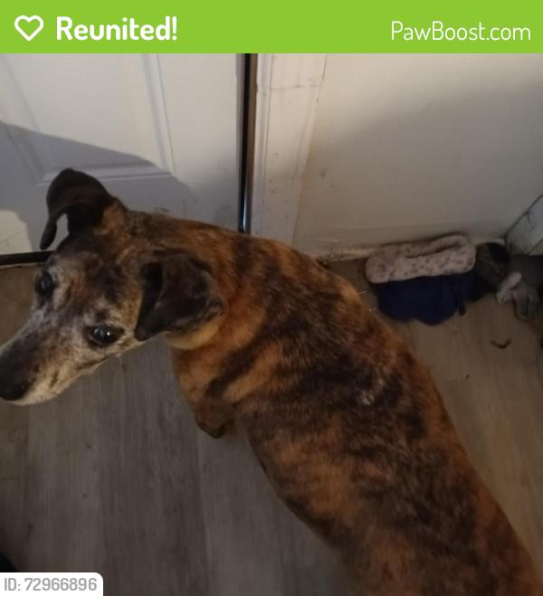 Reunited Male Dog last seen 6th and chestnut , Coatesville, PA 19320