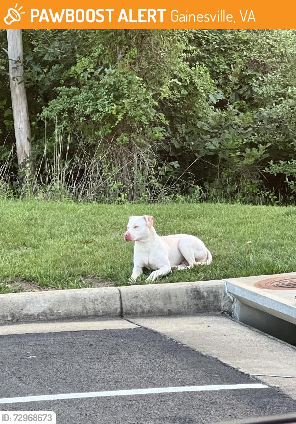 Found/Stray Male Dog last seen Wentworth Green Neighborhood , Gainesville, VA 20155
