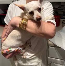 Reunited Male Dog last seen River Rd, Hopewell, VA, USA, Hopewell, VA 23836