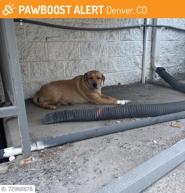 Found/Stray Unknown Dog last seen Dexter St, Denver, CO 80246