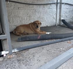 Found/Stray Unknown Dog last seen Dexter St, Denver, CO 80246