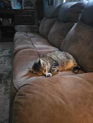 Reunited Female Cat last seen Jonas dr callahan fl, Nassau Village-Ratliff, FL 32011