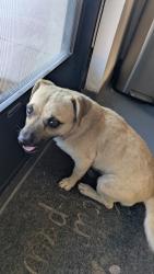 Found/Stray Male Dog last seen Seventh St and Main St , Hesperia, CA 92340