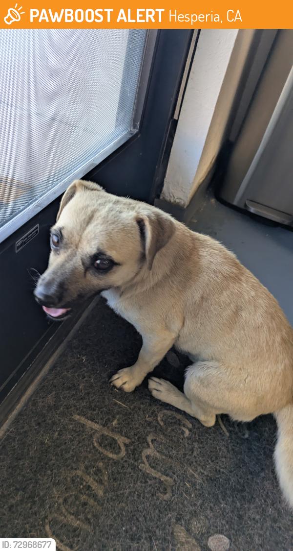 Found/Stray Male Dog last seen Seventh St and Main St , Hesperia, CA 92340