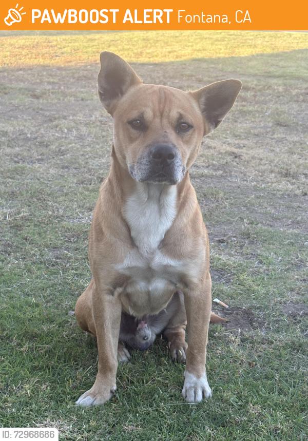Found/Stray Male Dog last seen Grace St Fontana ca , Fontana, CA 92376