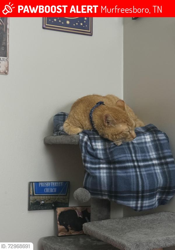 Lost Male Cat last seen Greenland drive , Murfreesboro, TN 37130