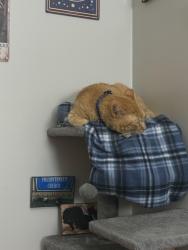Lost Male Cat last seen Greenland drive , Murfreesboro, TN 37130
