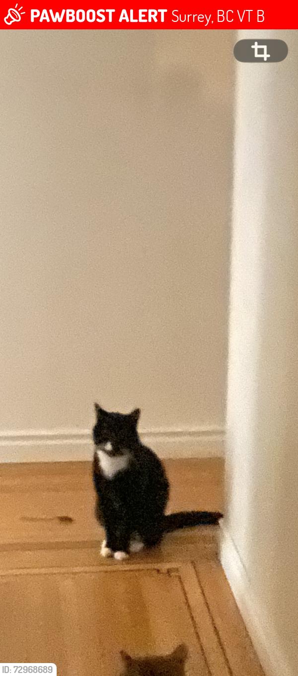 Lost Male Cat last seen Near ave & 128 street surrey bc, Surrey, BC V3T 1B1