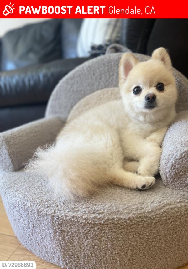 Lost Male Dog last seen Central, Glendale, CA 91204