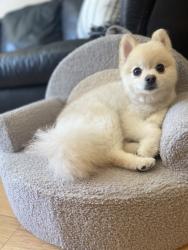 Lost Male Dog last seen Central, Glendale, CA 91204