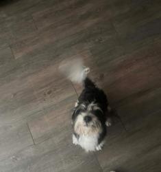 Reunited Male Dog last seen St Matthews Catholic Church , Jacksonville, FL 32210