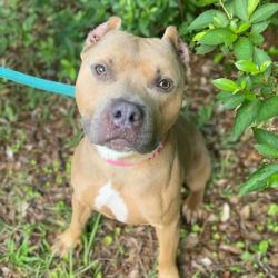 Shelter Stray Male Dog last seen , Jacksonville, FL 32216