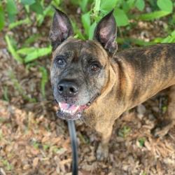 Shelter Stray Male Dog last seen , Jacksonville, FL 32216
