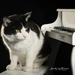 Shelter Stray Male Cat last seen , Tipton, IN 46072