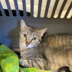 Shelter Stray Female Cat last seen , Memphis, TN 38133