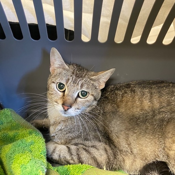 Shelter Stray Female Cat last seen , Memphis, TN 38133