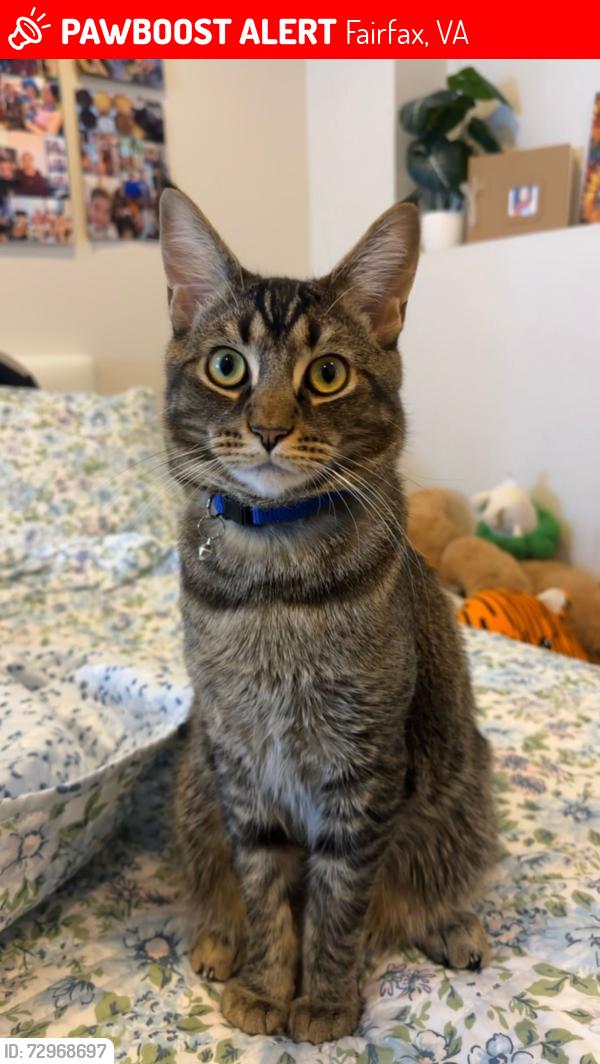 Lost Male Cat last seen Barkley Gate , Fairfax, VA 22031